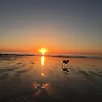 Dog Friendly Stylish Modern Flat, Near Beach