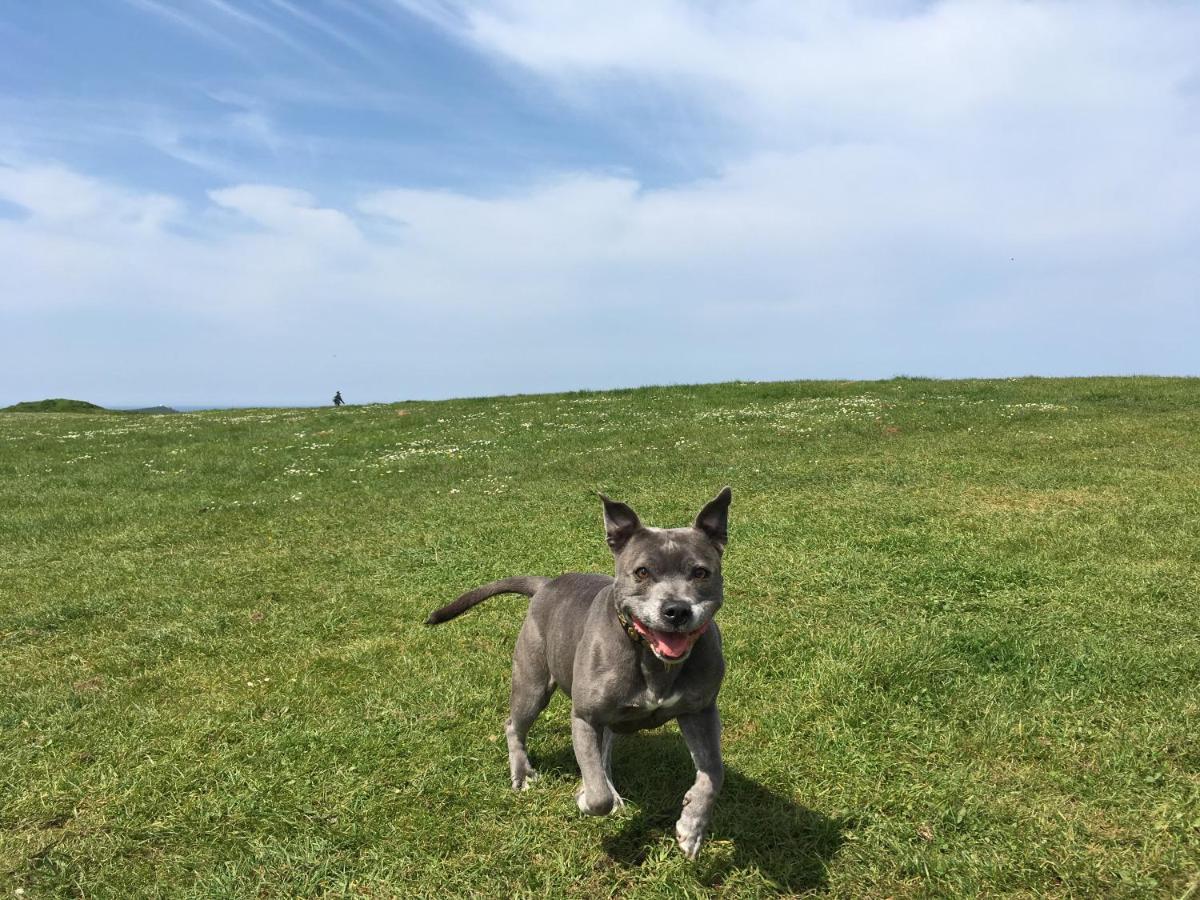 Dog Friendly Stylish Modern Flat, Near *